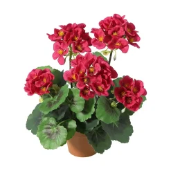 Pelargonia