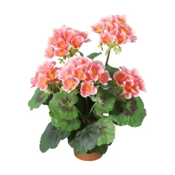 Pelargonia
