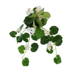 Pelargonia