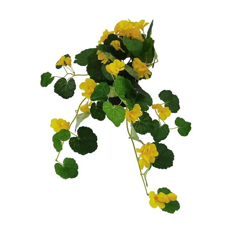 Pelargonia