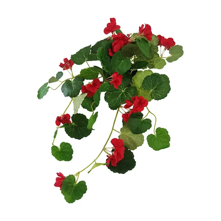 Pelargonia