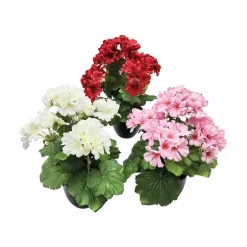 Pelargonia 36 cm