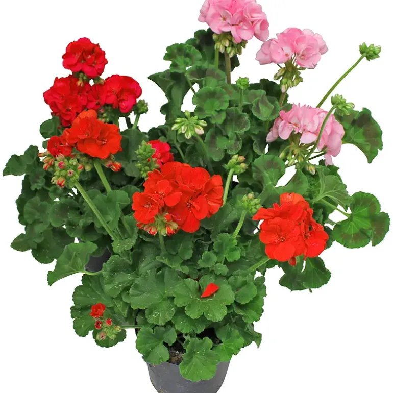 Pelargonia zonale