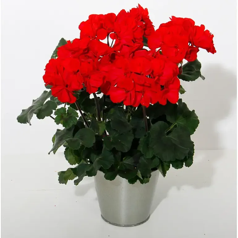Pelargonia zonale