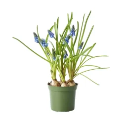 Perleblomst