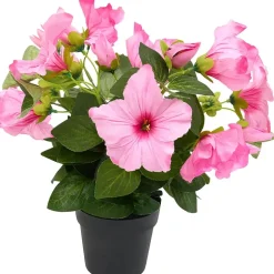 Petunia