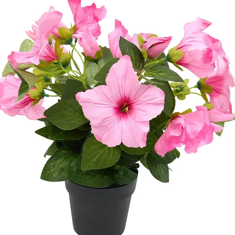 Petunia