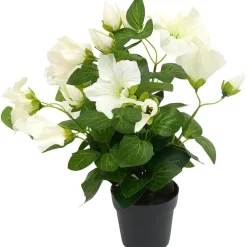 Petunia