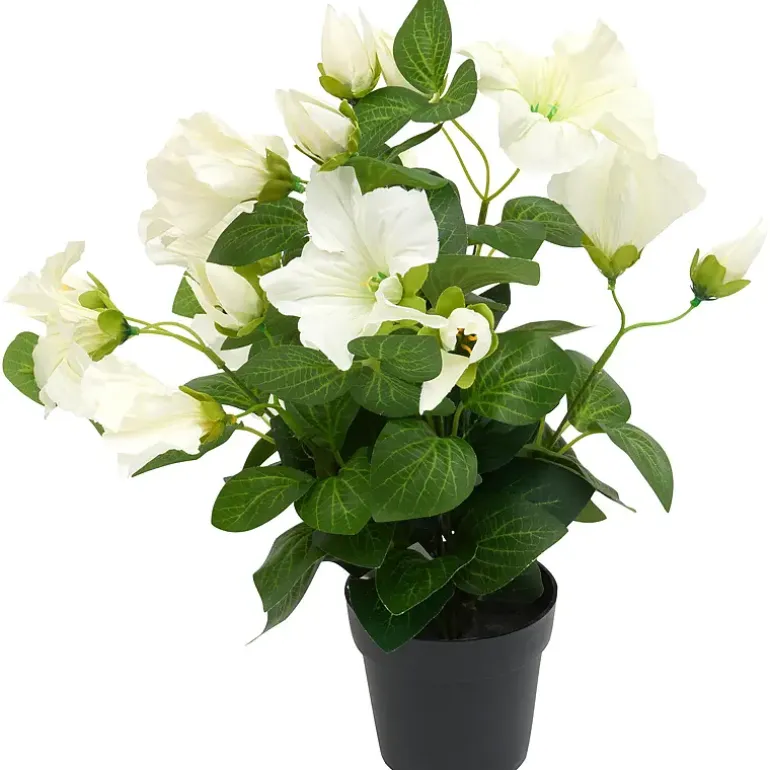 Petunia