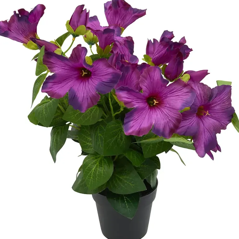 Petunia