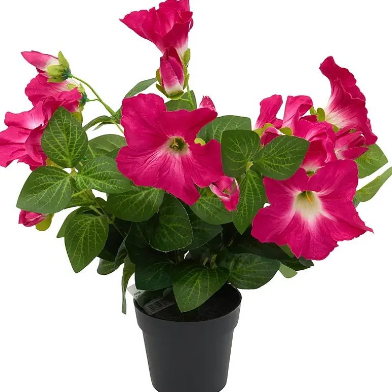 Petunia