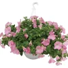 Petunia, ampel