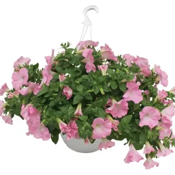 Petunia, ampel
