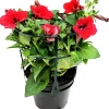 Petunia heng