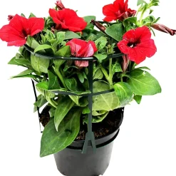 Petunia heng