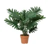 Philodendron
