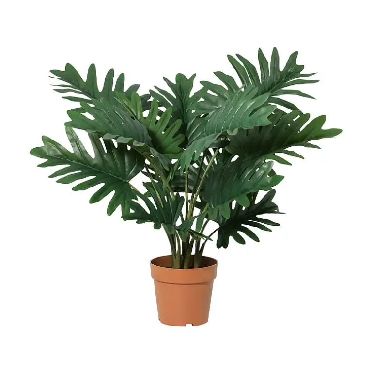 Philodendron