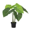 Philodendron