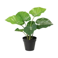 Philodendron