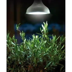 Plantelys