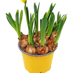 Påskelilje