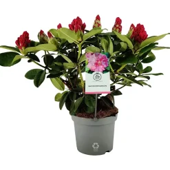 Rhododendron