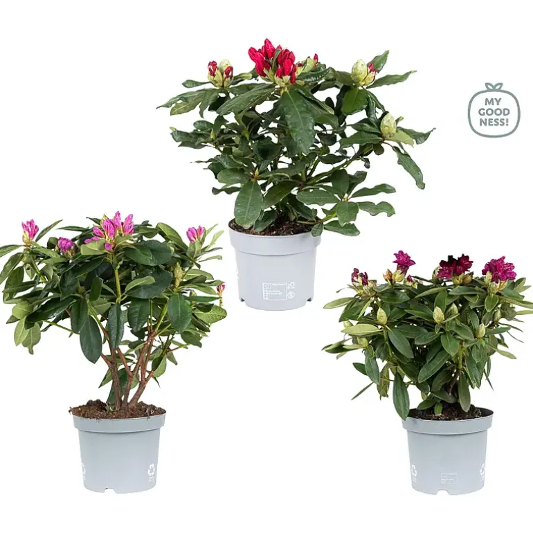 Rhododendron