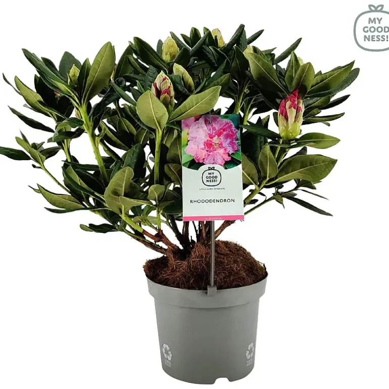 Rhododendron