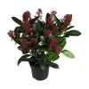 Skimmia