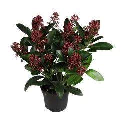 Skimmia