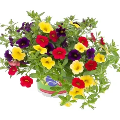 Småpetunia