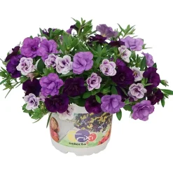 Småpetunia