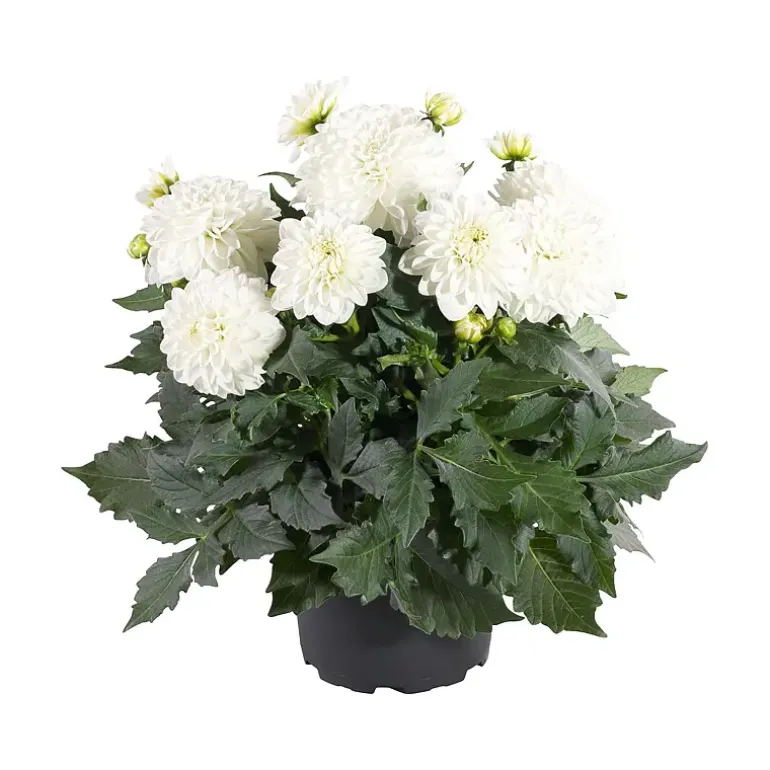 Sommergeorgine