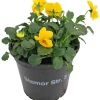 Stemor