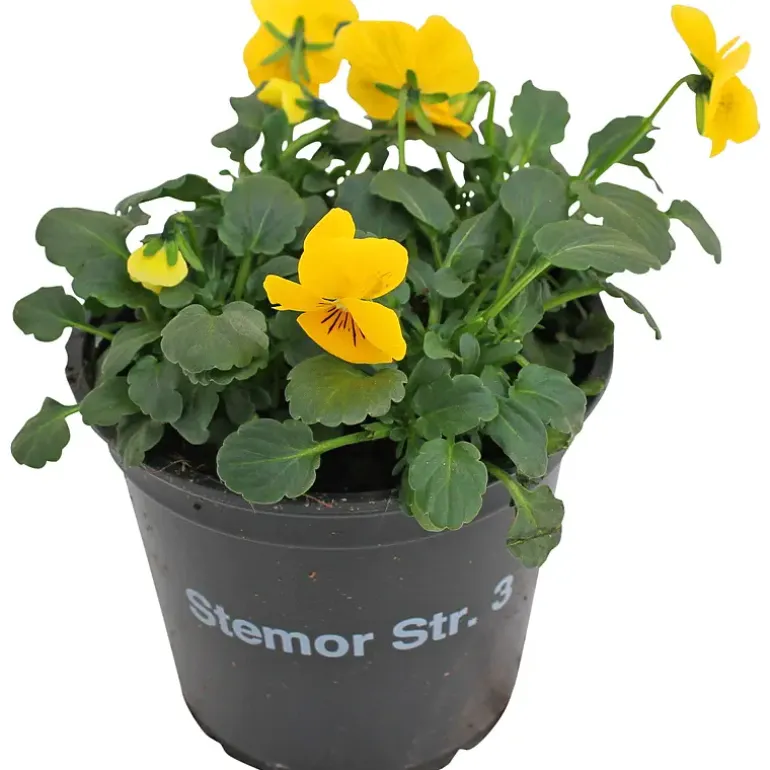 Stemor