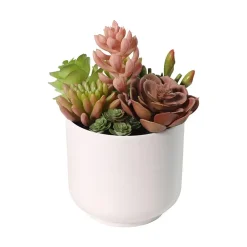 Succulent
