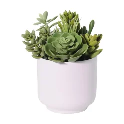 Succulent