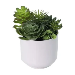 Succulent