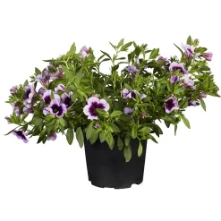 Superpetunia