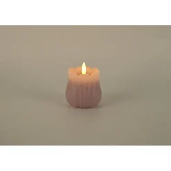 Tulipan