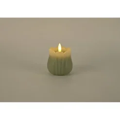 Tulipan