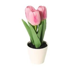 Tulipaner