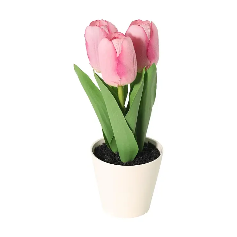 Tulipaner